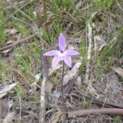 Glossodia major at Majura, ACT - 24 Sep 2014