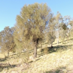 Allocasuarina verticillata (Drooping Sheoak) at Rob Roy Range - 23 Sep 2014 by michaelb