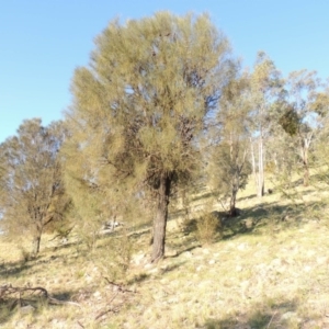 Allocasuarina verticillata at Conder, ACT - 23 Sep 2014