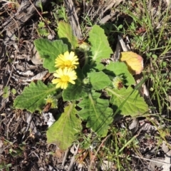 Cymbonotus sp. (preissianus or lawsonianus) (Bears Ears) at Conder, ACT - 23 Sep 2014 by michaelb