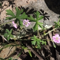 Geranium solanderi var. solanderi (Native Geranium) at Conder, ACT - 23 Sep 2014 by MichaelBedingfield