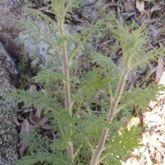 Senecio bathurstianus (Rough Fireweed) at Rob Roy Range - 23 Sep 2014 by michaelb