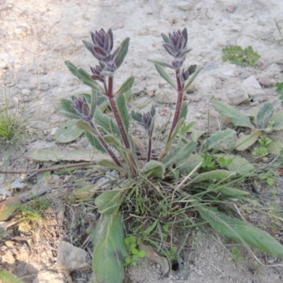 Ajuga australis (Austral Bugle) at Conder, ACT - 23 Sep 2014 by MichaelBedingfield