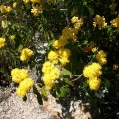 Pomaderris intermedia (Golden Pomaderris) at Tennent, ACT - 23 Sep 2014 by jeremyahagan