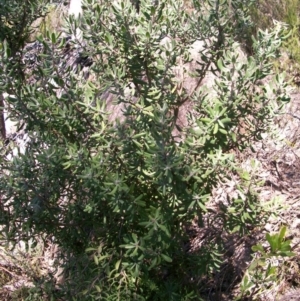 Persoonia rigida at Tennent, ACT - 23 Sep 2014