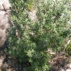 Persoonia rigida at Tennent, ACT - 23 Sep 2014