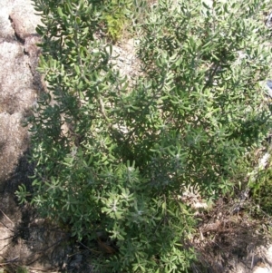 Persoonia rigida at Tennent, ACT - 23 Sep 2014 01:48 PM