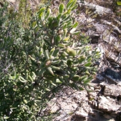 Persoonia rigida at Tennent, ACT - 23 Sep 2014