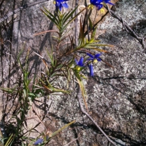 Stypandra glauca at Tennent, ACT - 23 Sep 2014