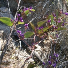 Hardenbergia violacea (False Sarsaparilla) at Tennent, ACT - 23 Sep 2014 by jeremyahagan