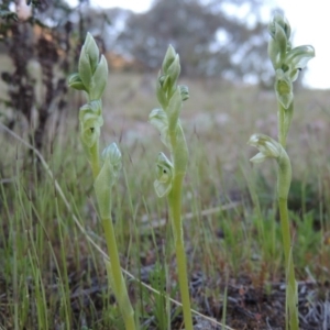 Hymenochilus cycnocephalus at Conder, ACT - suppressed