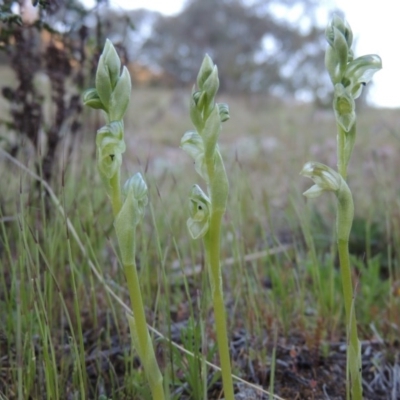 Hymenochilus cycnocephalus (Swan greenhood) at Conder, ACT - 23 Sep 2014 by michaelb