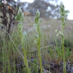 Hymenochilus cycnocephalus (Swan greenhood) at Conder, ACT - 23 Sep 2014 by michaelb