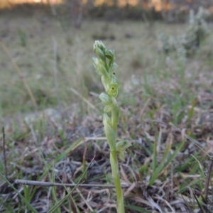 Hymenochilus cycnocephalus at Conder, ACT - suppressed