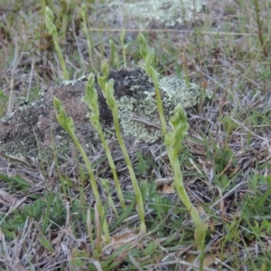 Hymenochilus cycnocephalus at Conder, ACT - suppressed