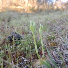 Hymenochilus cycnocephalus (Swan greenhood) at Conder, ACT - 23 Sep 2014 by MichaelBedingfield