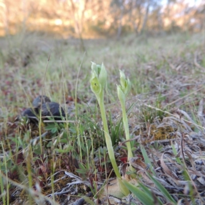 Hymenochilus cycnocephalus (Swan greenhood) at Rob Roy Range - 23 Sep 2014 by michaelb