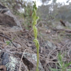 Hymenochilus cycnocephalus (Swan greenhood) at Conder, ACT - 23 Sep 2014 by michaelb