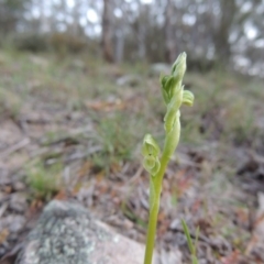 Hymenochilus cycnocephalus (Swan greenhood) at Conder, ACT - 23 Sep 2014 by MichaelBedingfield