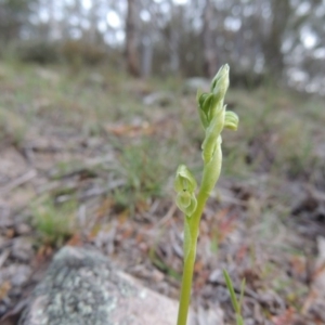 Hymenochilus cycnocephalus at Conder, ACT - suppressed