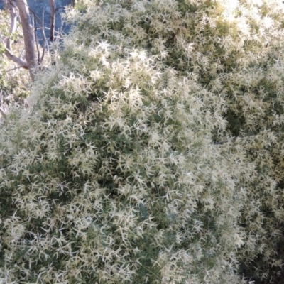 Clematis leptophylla (Small-leaf Clematis, Old Man's Beard) at Rob Roy Range - 23 Sep 2014 by michaelb