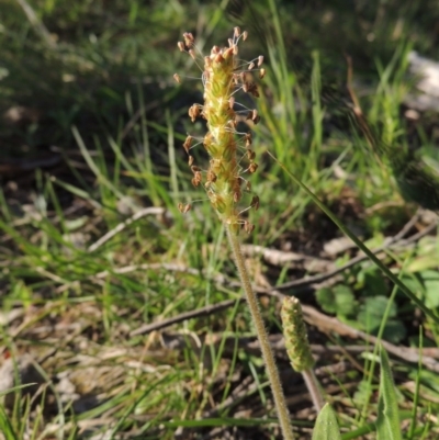 Plantago varia (Native Plaintain) at Conder, ACT - 23 Sep 2014 by michaelb