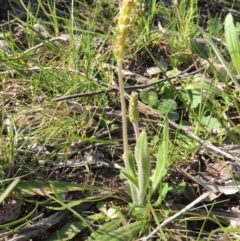 Plantago varia at Conder, ACT - 23 Sep 2014 06:28 PM