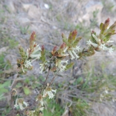 Brachyloma daphnoides (Daphne Heath) at Rob Roy Range - 23 Sep 2014 by michaelb