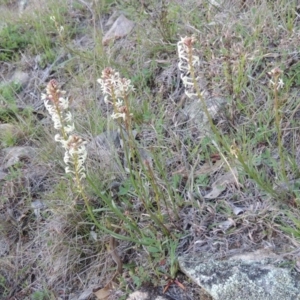 Stackhousia monogyna at Conder, ACT - 23 Sep 2014