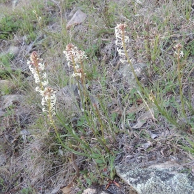 Stackhousia monogyna (Creamy Candles) at Conder, ACT - 23 Sep 2014 by MichaelBedingfield