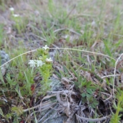 Asperula conferta (Common Woodruff) at Conder, ACT - 23 Sep 2014 by MichaelBedingfield