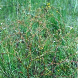 Rumex dumosus at Conder, ACT - 11 Dec 2000 12:00 AM