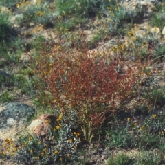 Rumex dumosus (Wiry Dock) at Bonython, ACT - 27 Nov 2007 by michaelb