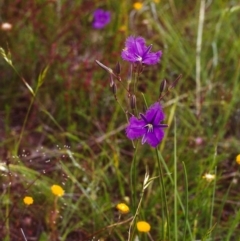 Thysanotus tuberosus subsp. tuberosus (Common Fringe-lily) at Conder, ACT - 26 Nov 1999 by michaelb