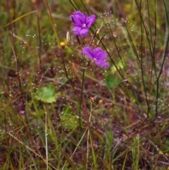 Thysanotus tuberosus subsp. tuberosus at Conder, ACT - 27 Nov 1999 12:00 AM