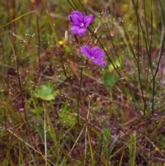 Thysanotus tuberosus subsp. tuberosus at Conder, ACT - 27 Nov 1999