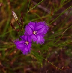 Thysanotus tuberosus subsp. tuberosus at Conder, ACT - 27 Nov 1999