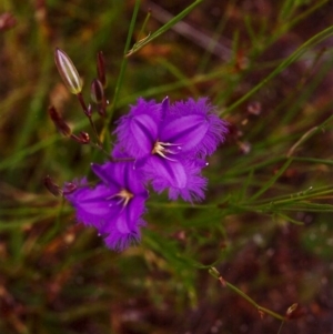 Thysanotus tuberosus subsp. tuberosus at Conder, ACT - 27 Nov 1999 12:00 AM