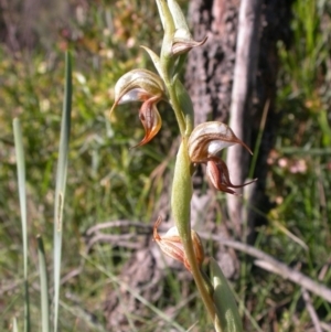 Oligochaetochilus hamatus at Canberra Central, ACT - 8 Nov 2010