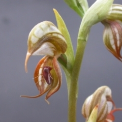 Oligochaetochilus hamatus at Canberra Central, ACT - suppressed