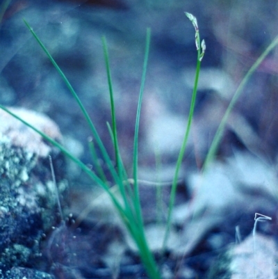 Thysanotus tuberosus subsp. tuberosus (Common Fringe-lily) at Tuggeranong Hill - 25 Oct 2001 by michaelb