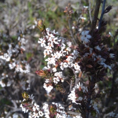 Styphelia attenuata (Small-leaved Beard Heath) at Pine Island to Point Hut - 26 Sep 2014 by galah681