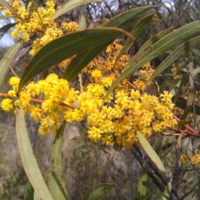 Acacia rubida (Red-stemmed Wattle, Red-leaved Wattle) at Pine Island to Point Hut - 26 Sep 2014 by galah681
