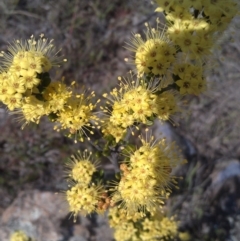 Phebalium squamulosum subsp. ozothamnoides (Alpine Phebalium, Scaly Phebalium) at Bonython, ACT - 26 Sep 2014 by galah681