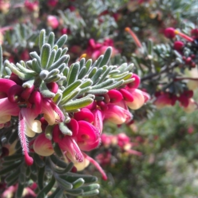 Grevillea lanigera (Woolly Grevillea) at Pine Island to Point Hut - 26 Sep 2014 by galah681