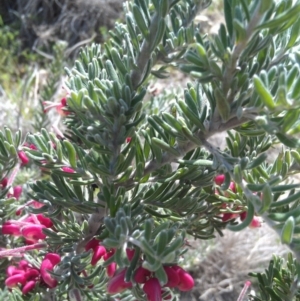 Grevillea lanigera at Bonython, ACT - 26 Sep 2014