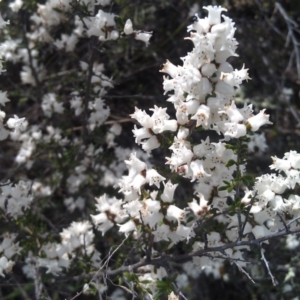 Cryptandra amara at Greenway, ACT - 26 Sep 2014