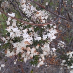 Cryptandra amara at Greenway, ACT - 26 Sep 2014