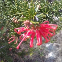 Grevillea juniperina (Grevillea) at Pine Island to Point Hut - 26 Sep 2014 by galah681