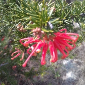 Grevillea juniperina at Greenway, ACT - 26 Sep 2014